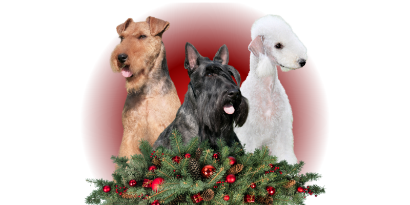 Klub chovatelů teriérů