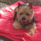 Charisma Terry-Westie