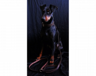 Ayan Alegría de Stupy