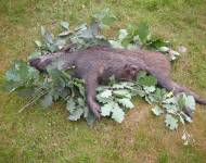 Střelený kus černé zvěře