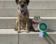 Klub chovatelů teriérů