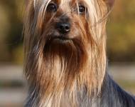 Klub chovatelů teriérů