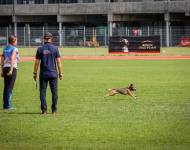 Klub chovatelů teriérů