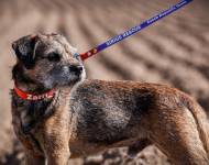 Klub chovatelů teriérů