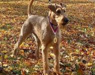 Brix z Revíru Dvořisko