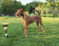 Iridia Sfora Nemroda