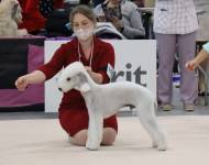 Klub chovatelů teriérů