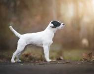 Aronchupa Cordis Venatore