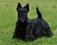 Klub chovatelů teriérů