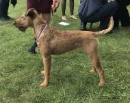 Klub chovatelů teriérů