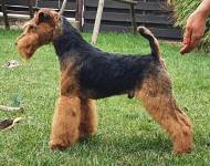 Klub chovatelů teriérů