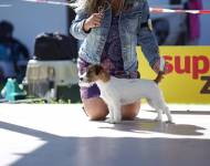 Klub chovatelů teriérů