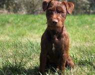 Klub chovatelů teriérů