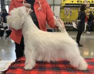 Klub chovatelů teriérů