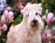 Klub chovatelů teriérů