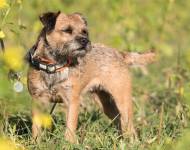 Klub chovatelů teriérů