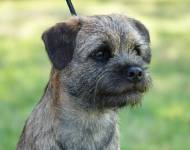 Klub chovatelů teriérů