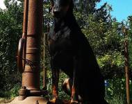 Klub chovatelů teriérů