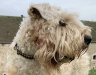 Klub chovatelů teriérů