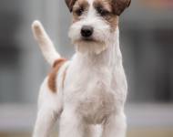 Klub chovatelů teriérů