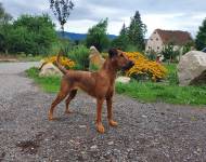 Klub chovatelů teriérů