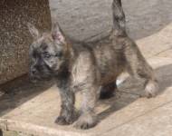 Klub chovatelů teriérů