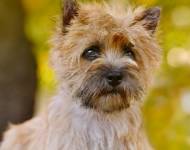 Klub chovatelů teriérů