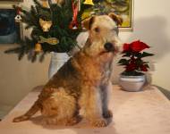 Klub chovatelů teriérů