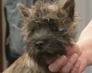 Klub chovatelů teriérů