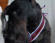 Indii Deus Vult Bohemia La-Da