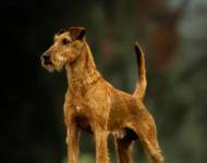 Falcon Flight Simply Irish