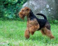 Anabell Žanetino srdce