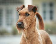 Monkey Business Simply Irish