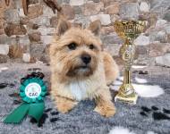 Gues My Name Lovely Companion