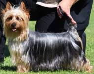 Klub chovatelů teriérů