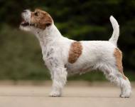 Klub chovatelů teriérů