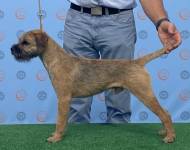 Klub chovatelů teriérů