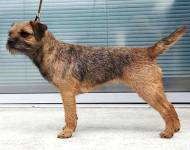 Klub chovatelů teriérů