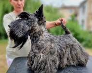 Klub chovatelů teriérů