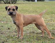 Klub chovatelů teriérů