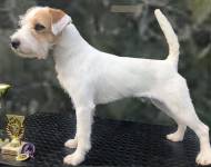 Klub chovatelů teriérů