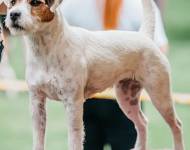 Klub chovatelů teriérů