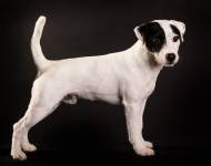 Klub chovatelů teriérů