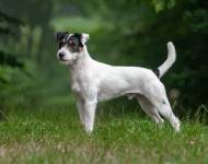 Klub chovatelů teriérů