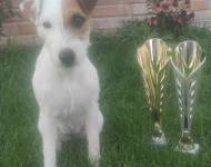 Klub chovatelů teriérů