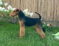 Klub chovatelů teriérů