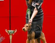 Klub chovatelů teriérů