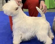 Klub chovatelů teriérů