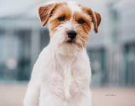 Klub chovatelů teriérů