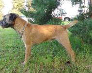 Charles Lovec z Dračína